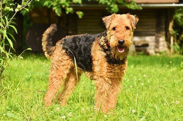 Airedale Terrier - dogs that do not shed