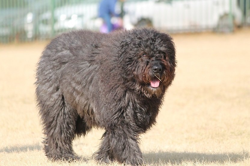 Bouvier Des Flandres