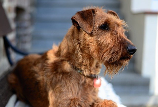 Irish-Terrier