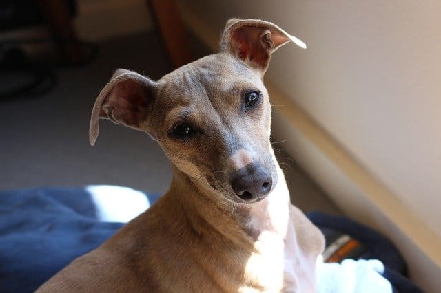 Italian-Greyhound