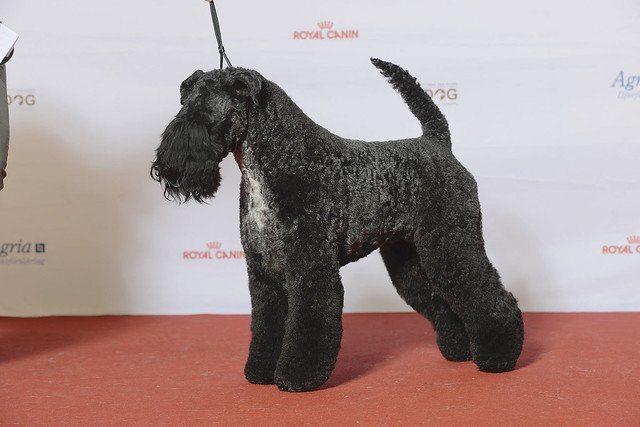 Kerry-Blue-Terrier