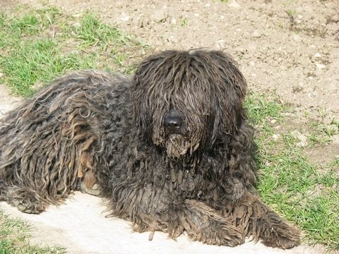 Komondor