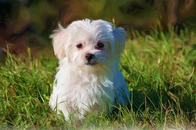 Maltese - small dogs that do not shed