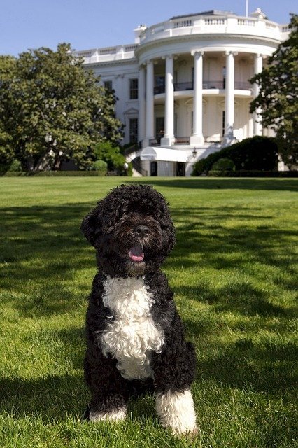 Portuguese-Water-Dog