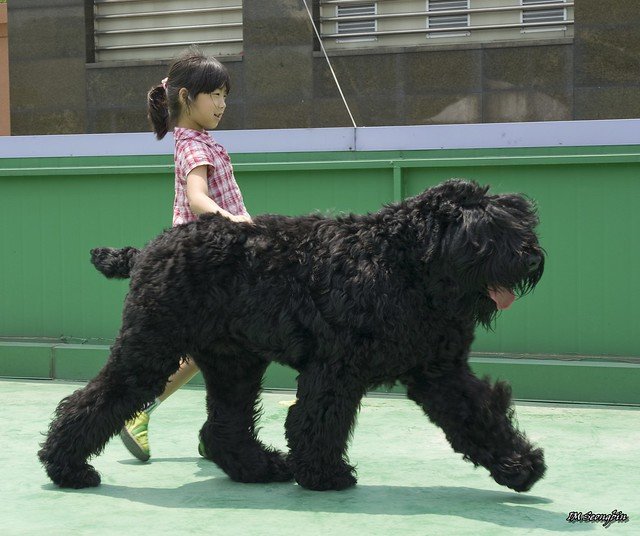 Russian black terrier