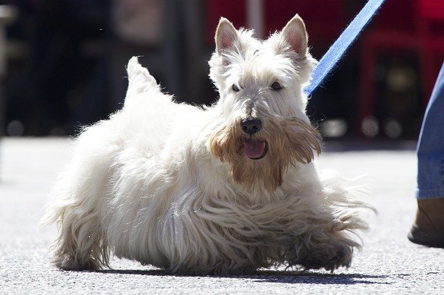 Scottish-Terrier