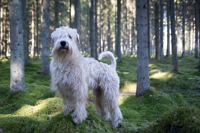 Wheaten-Terrier