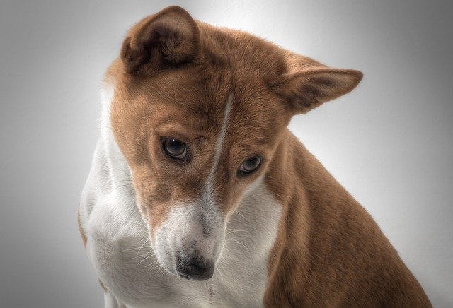 basenji - dogs that do not shed
