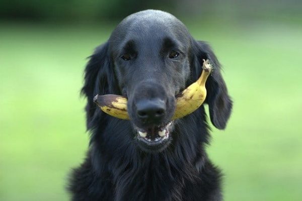Can dogs eat bananas and their peels?