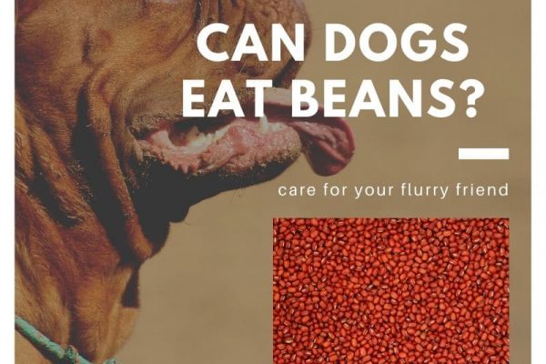Can Dogs Eat Beans? Black, Lima, Pinto, soybeans or Kidney