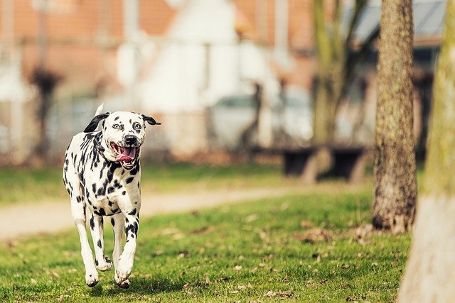 dalmatians-Fastest dogs breeds