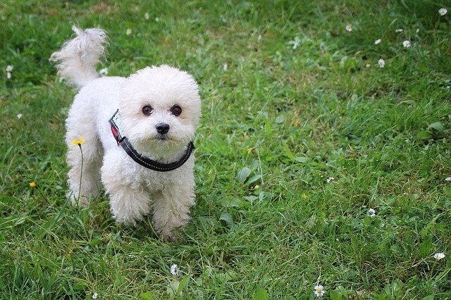 miniature Poodle