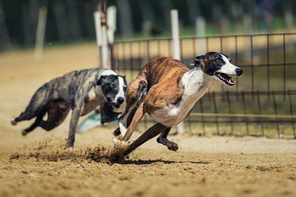 Top 20 Fastest dog breeds – 2022 | Racing dogs breeds