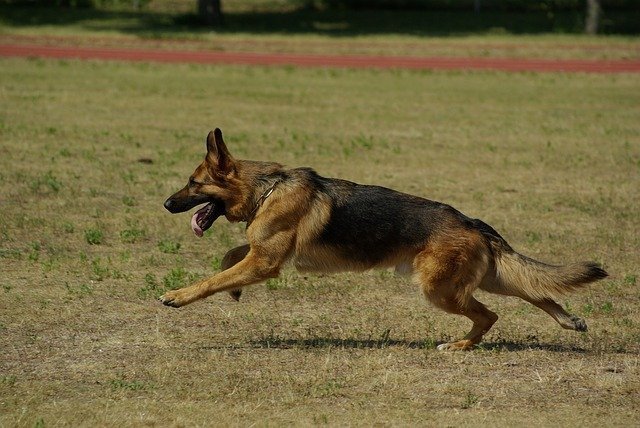 german shepherd fastest dog breeds
