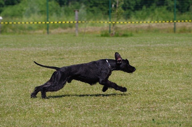 Giant Schnauzers