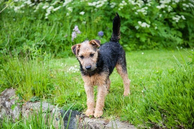 lakeland-terrier