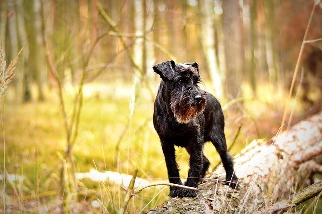 miniature-schnauzer - small dogs that do not shed