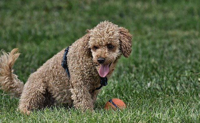 15 Popular Curly Haired Dog Breeds - 2021 - Your Dogs World