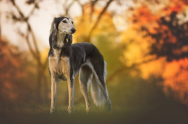 saluki running dog