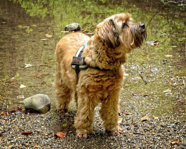 Tibetan Terrier -medium size dog that do not shed