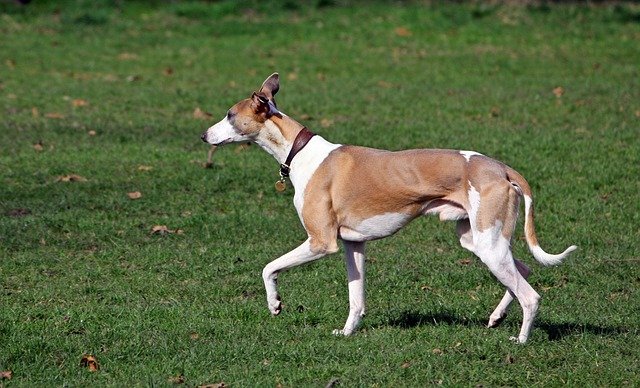 whippet - Fastest dogs