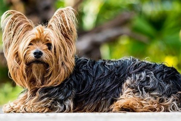 30 Dogs that do not shed – Big, medium and small