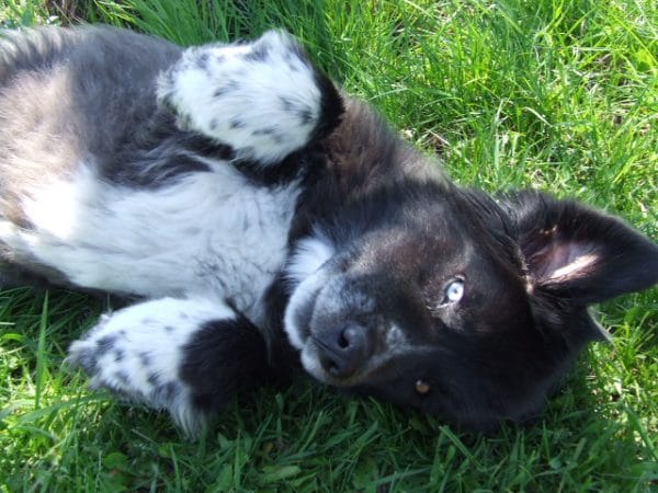 Newfoundland Husky Mix A Great Swimmer Your Dogs World   2682664350 79644778ce O 600x450 