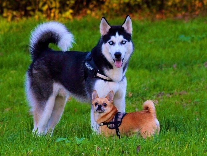 Chihuahua Husky Mix