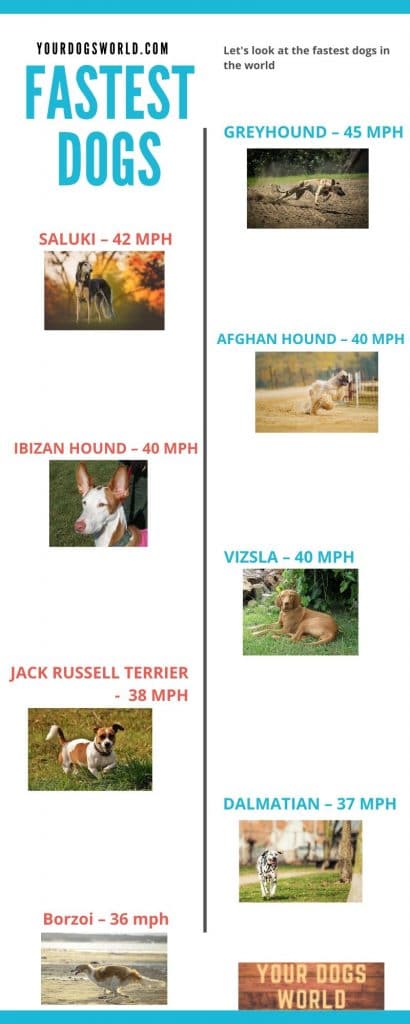 Fastest-Dogs