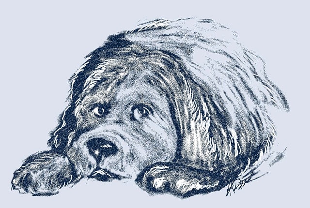 Newfie
