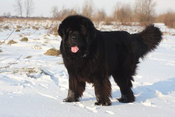 Newfoundland Husky mix - A Great Swimmer - Your Dogs World