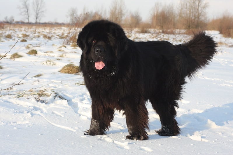 newfoundland dog gentle giants