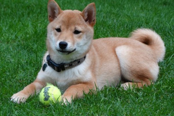 Shikoku dog breed | All you need to know