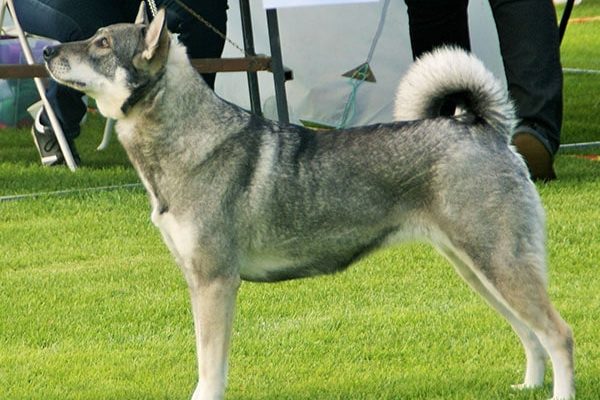 Swedish Elkhound Dog Breed | Jamthund | Information