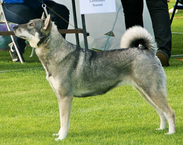 Swedish Elkhound