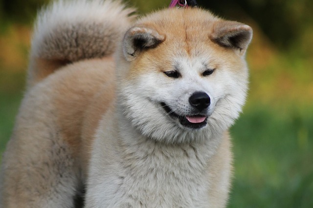 akita shedding a lot