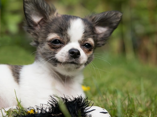 Honden voor in een appartement - chihuahua