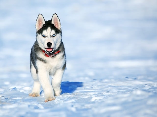 Husky siberiano