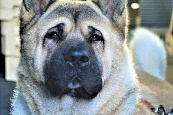 American Akita – Price, Lifespan, and Temperament