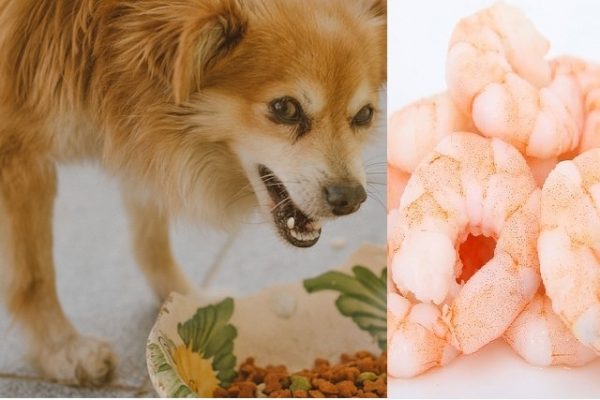 Can dogs eat Shrimp and its tail?