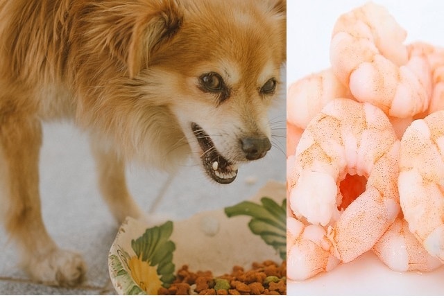 can dog eat shrimp