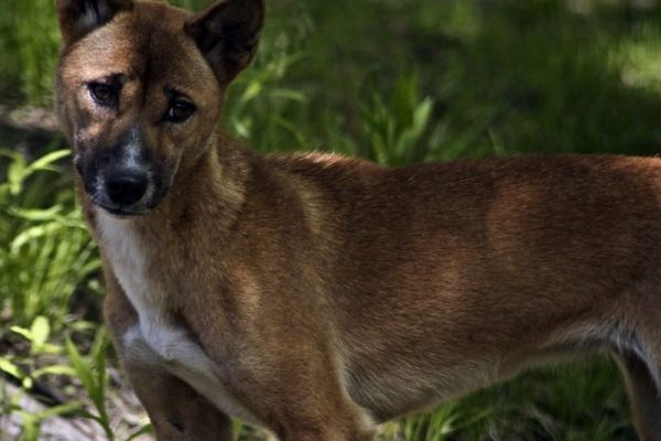 Amazing Facts about New Guinea singing dogs