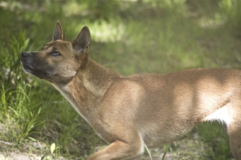 New Guinea singing dogs