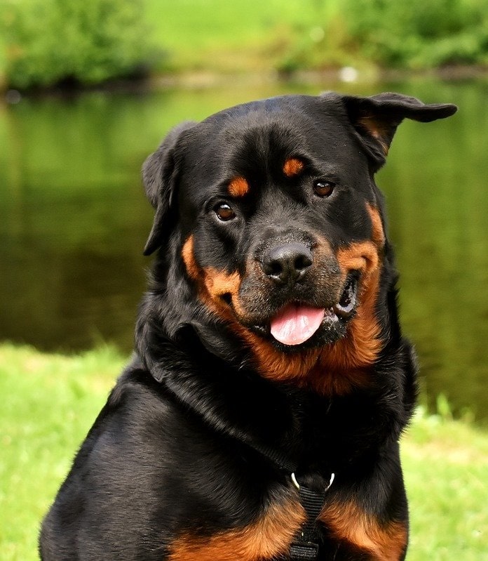 Rottweiler husky mix | Rottsky | A complete guide - Your ...