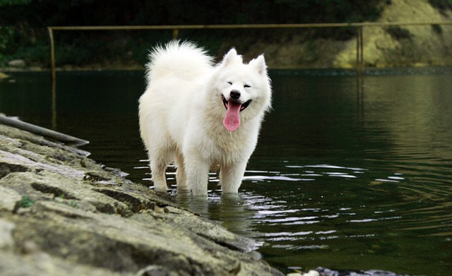 63+ Samoyed Husky Mix Samusky