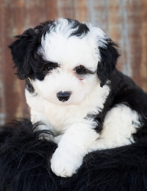 Sheepadoodle | Sheepadoo | dog breed information – Your Dogs World