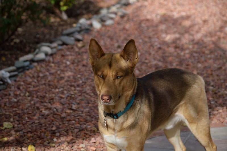 German Shepherd Husky mix