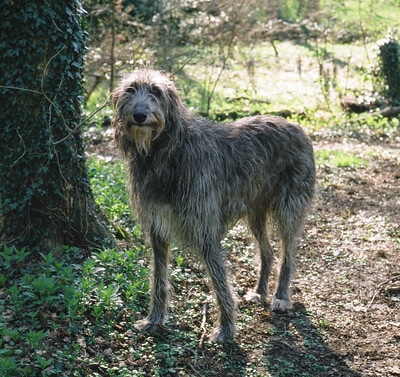 Top 20 Fastest dog breeds - 2022 | Racing dogs breeds - Your Dogs World