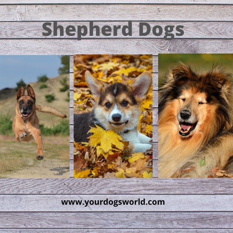 Shepherd Dog
