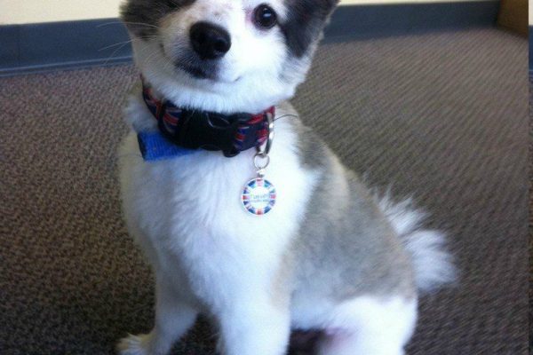 Chihuahua Husky Mix | Know all about this Cheeky breed